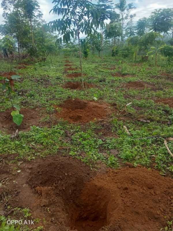 Farmers under PMKSY batch-3 engaged in coffee plantation in Sutemi village, Zunheboto.